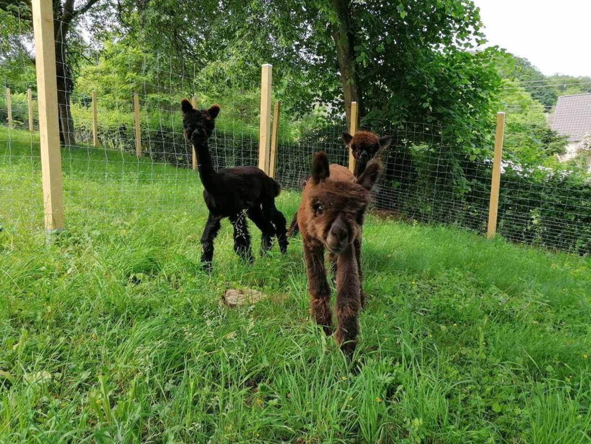 Casa De Alpaca Appartement Schmelz Buitenkant foto